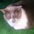 Suellen Shick's profile image