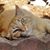 Nancy Tylicki's profile image