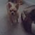 Kr Whicker's profile image