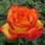 Udaya Jalla's profile image