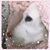 Kimberly Sullivan Bowmer's profile image