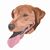 Dana L Mancuso's profile image
