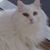 Greg Atwood's profile image