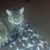 Denise Amolsch Nelson's profile image