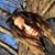 Rebecca Sonido's profile image