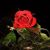Susan Dudowitz's profile image