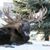 Moose Fowler's profile image