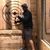 David Consiglio's profile image