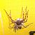 Nate Ritchey's profile image