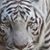 Lauren Hodge-Coats's profile image