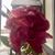 Sandy Pallai-Robles's profile image