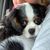 Diane Meharg Mcghee's profile image