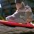 Rafy Rosado's profile image