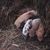 Elizabeth Armstrong's profile image