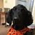 Carla Herren's profile image