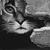 Juanquis Sanchez's profile image