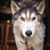 Amy Linssonian's profile image