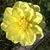 Kay Dutton's profile image