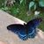 Sandra Woodall's profile image