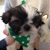 Peggy Miklas's profile image