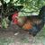 Mark D Mrozek's profile image