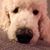 Lanie Goldston's profile image