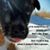 Patty Pitisi Hadley's profile image