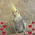 Karen Fox's profile image