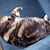 Patti Devine's profile image