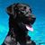 Ramona Rossi-Perkins's profile image