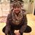 Diane Vitacco's profile image
