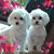 Cheryl Lins's profile image