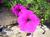 Petunia L.'s profile image