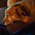 Ellen Strait's profile image