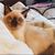 Shelley Brown Laub's profile image