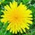 Jennifer Kogler-Schanen's profile image