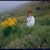 Patricia Sullivan Koller's profile image