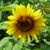 Lisa Knoll's profile image