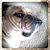 Rusty P Homan's profile image