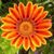 Perky Schoenhals's profile image