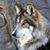 Sandy Morris's profile image