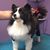 Traci Sheltie's profile image