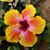 Heather Imler's profile image