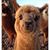 Marcia Stoughton-Preston's profile image