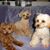 Belinda Blakeley's profile image