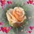 Rosita Cintron's profile image