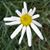 Cynthia Siracusa's profile image