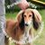 Dawn Carlson's profile image