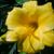 Melanie Peace's profile image