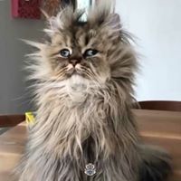 Moneca Caruso's profile image